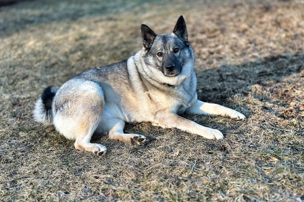 a dog laying in the grass on a sunny day