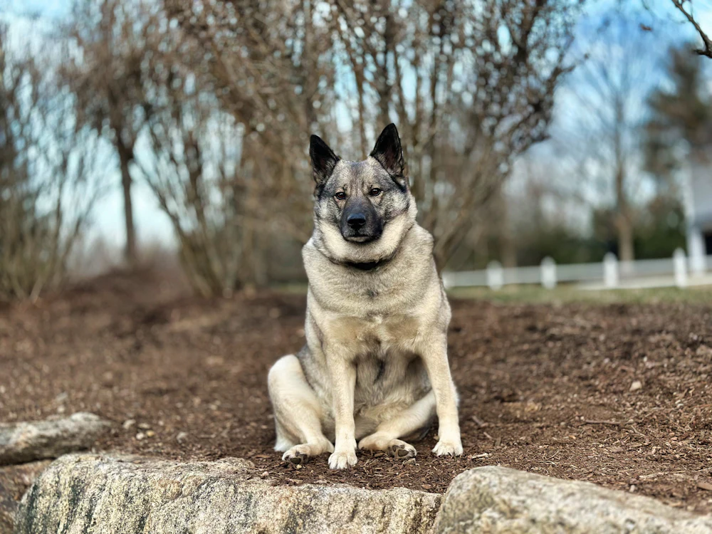 Norwegian Elkhound, photo 3