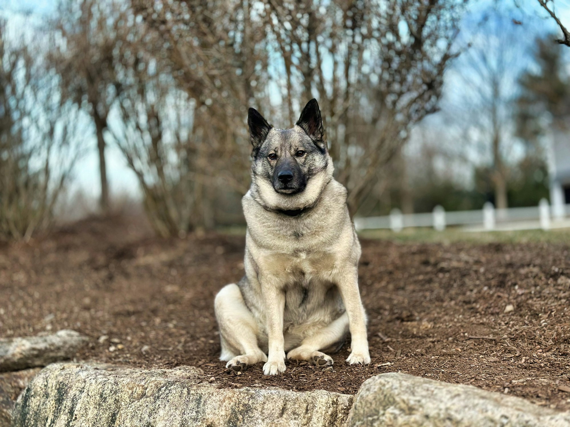 Elk Hound sitting on a rock wall