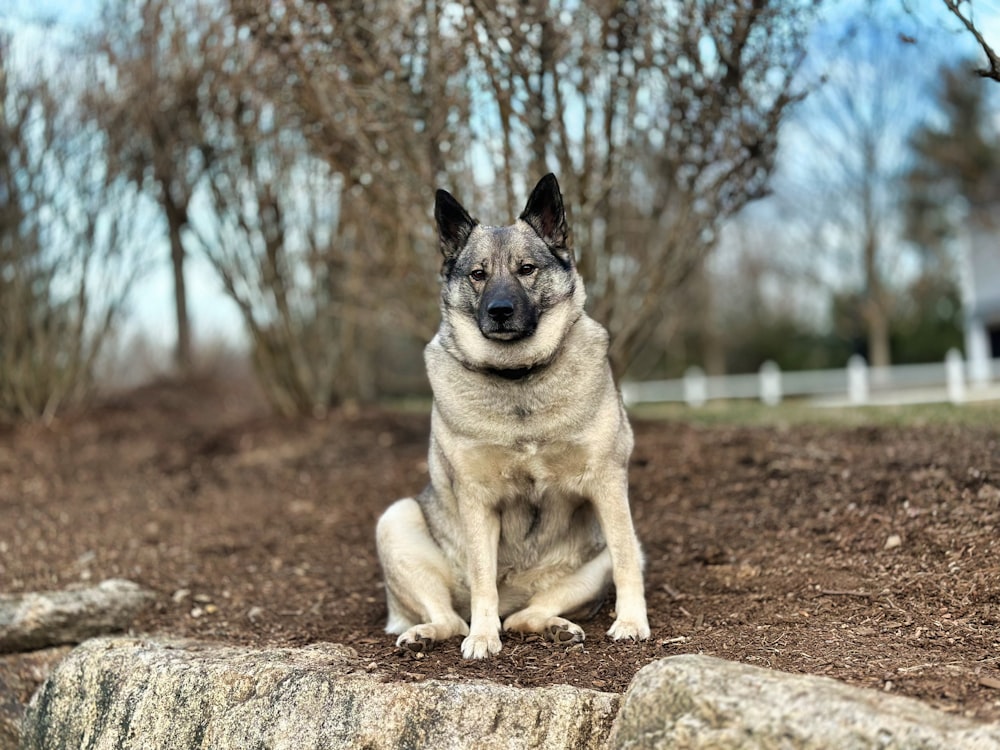 a dog sitting on top of a dirt field