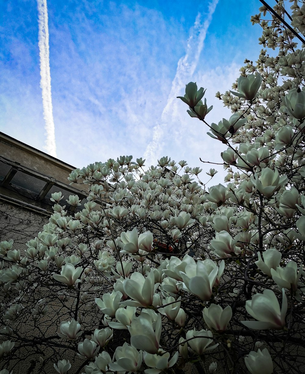 a tree with white flowers in front of a building