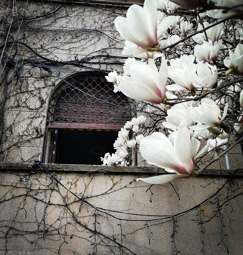 a window with a bunch of white flowers in front of it