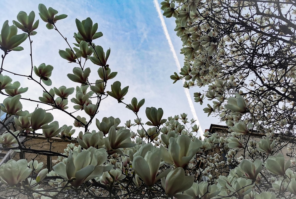 a tree with leaves and a jet in the sky