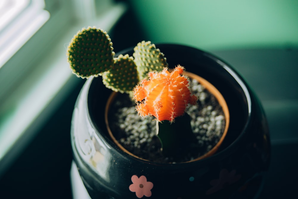 a small cactus in a black pot on a window sill