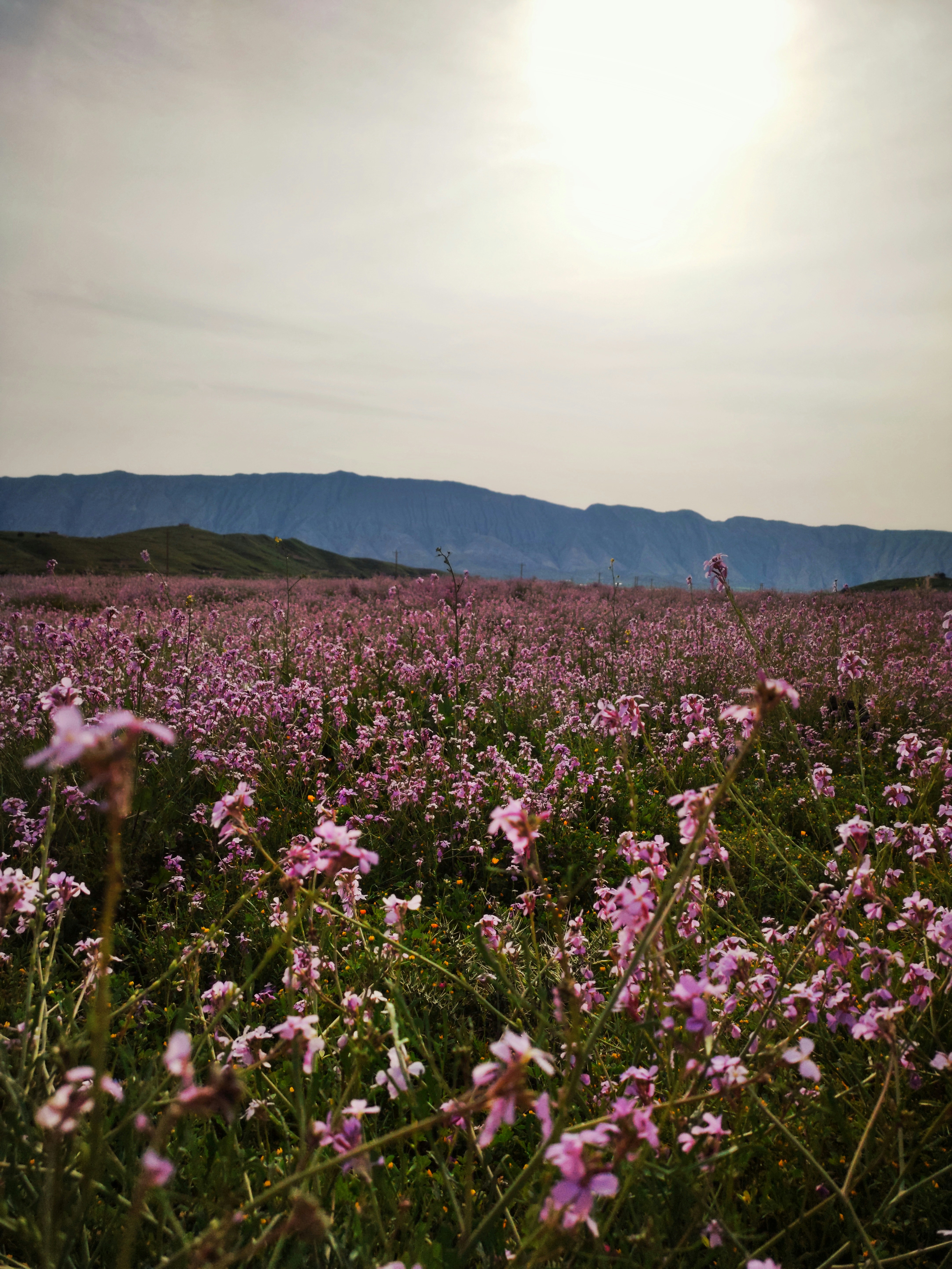 Photo by nazgol77