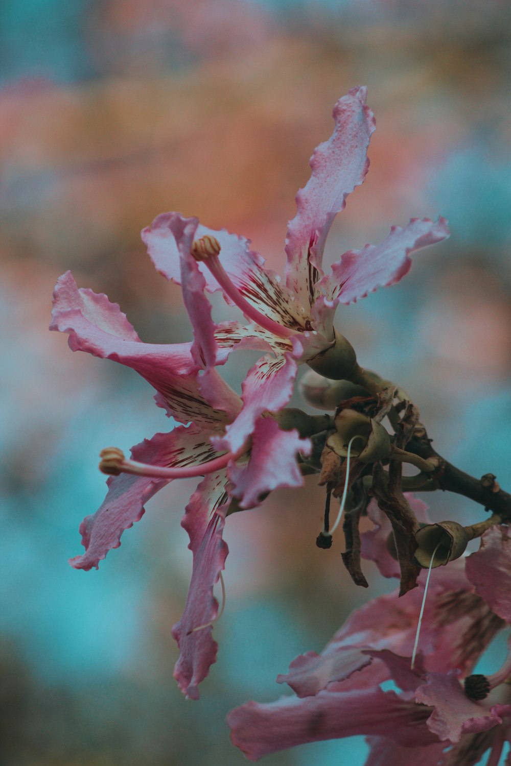 a close up of a pink flower on a tree