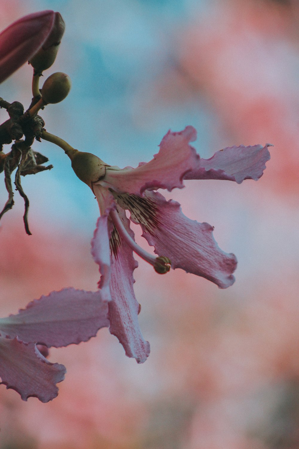 a close up of a flower on a tree branch