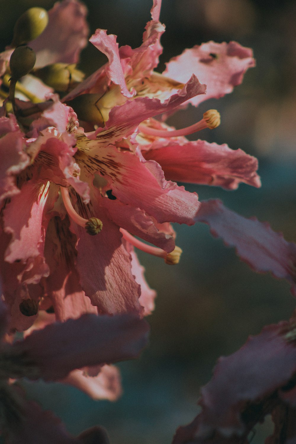 a close up of a pink flower on a tree