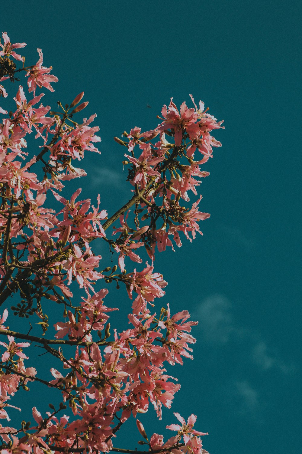 a tree with pink flowers in front of a blue sky