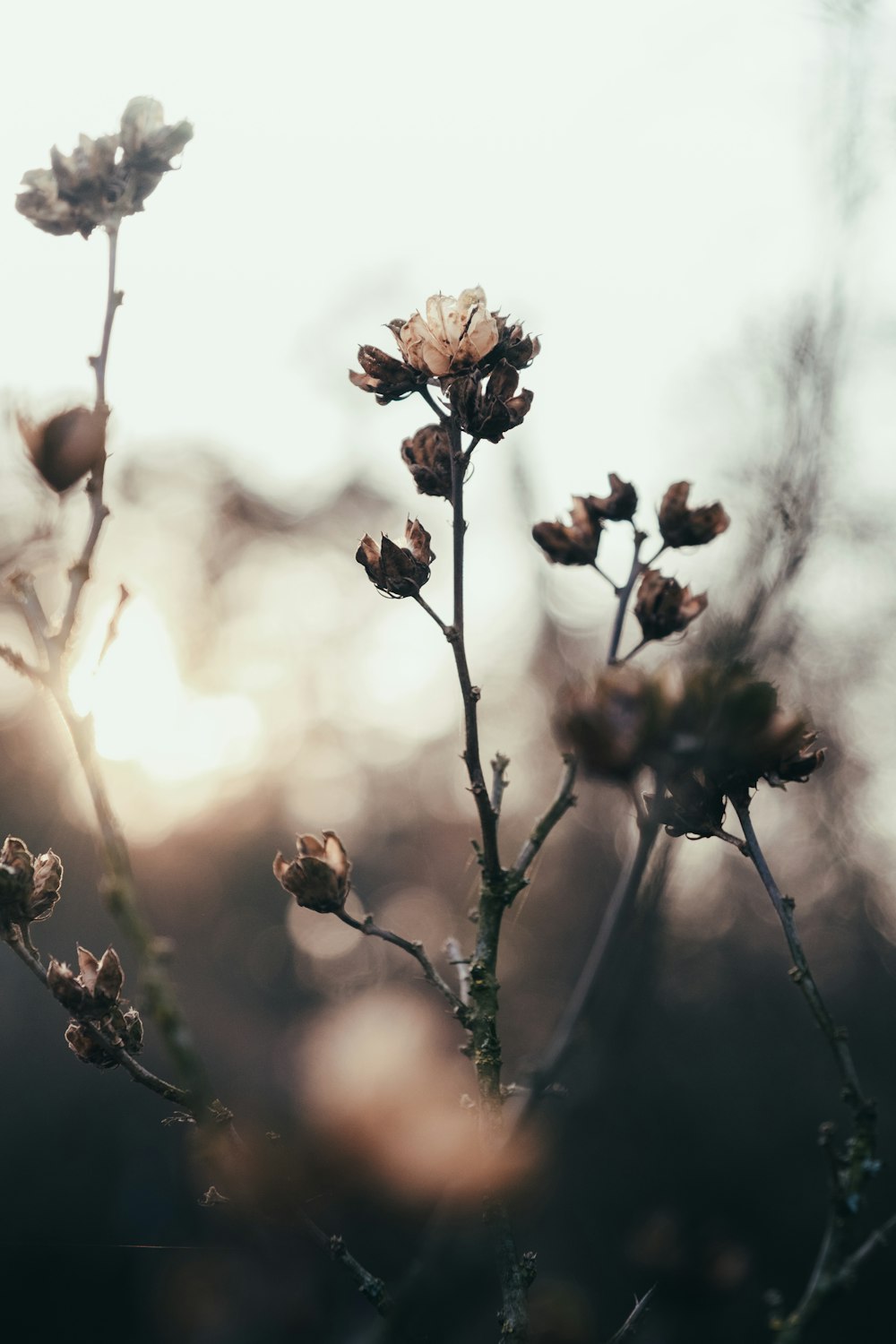 a close up of a flower with a sky background