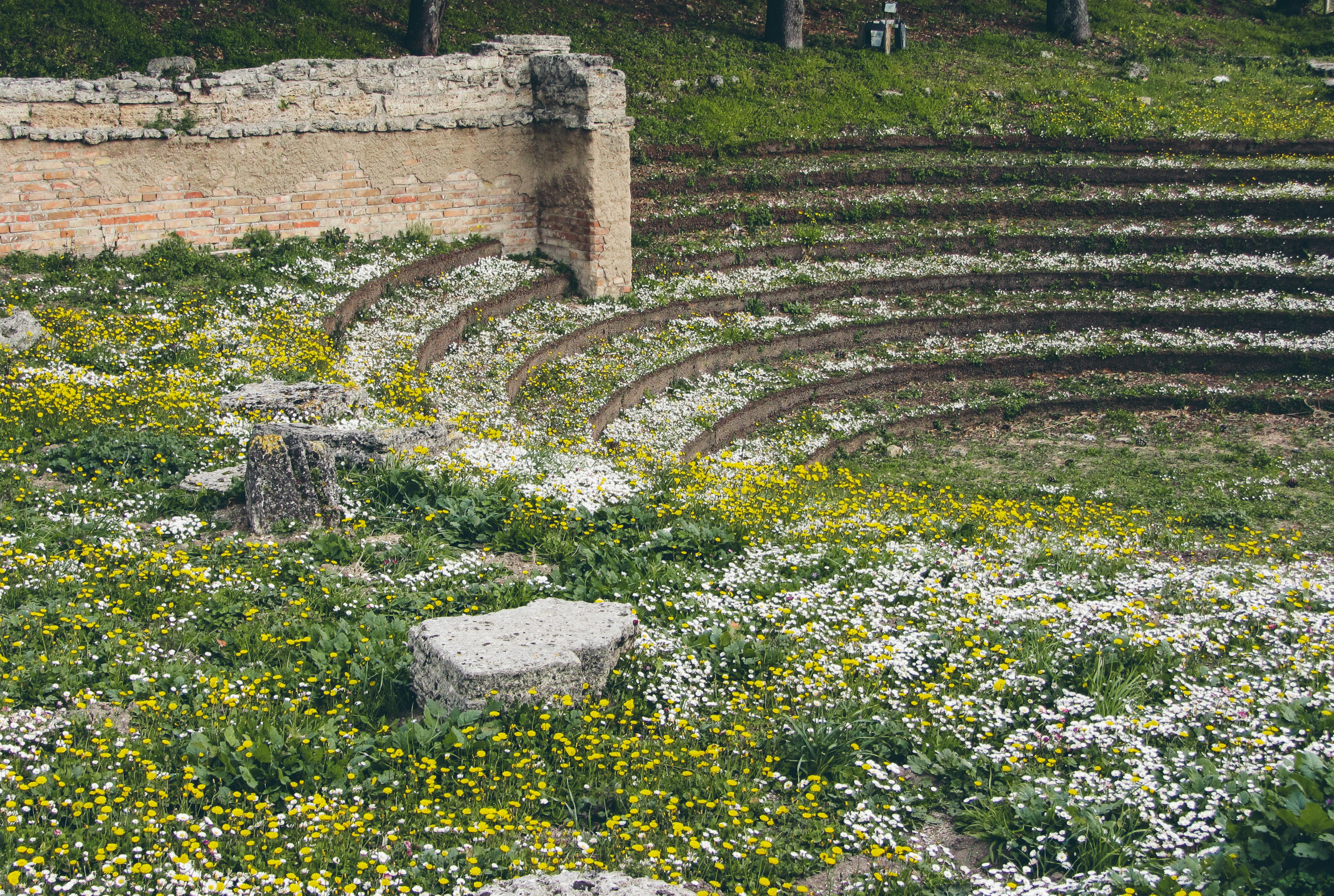 a stone bench sitting in the middle of a field of flowers, The ekklesiasterion (meeting place of the popular assemby) in the ancient Greek city of Paestum