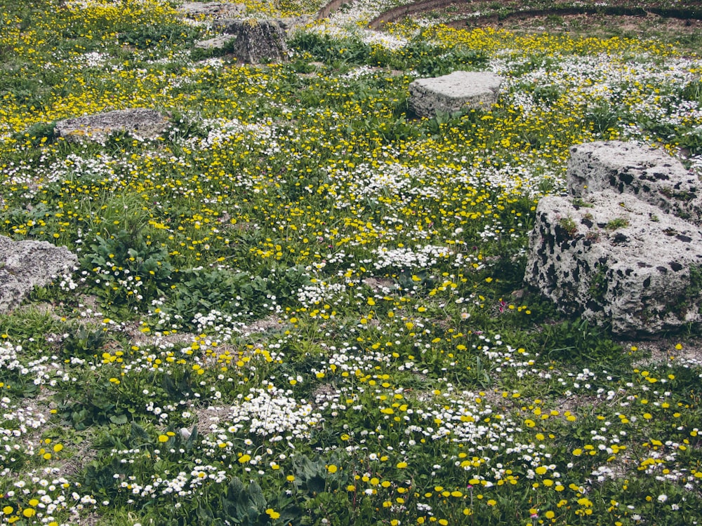 un campo di fiori selvatici e rocce nel mezzo di un campo