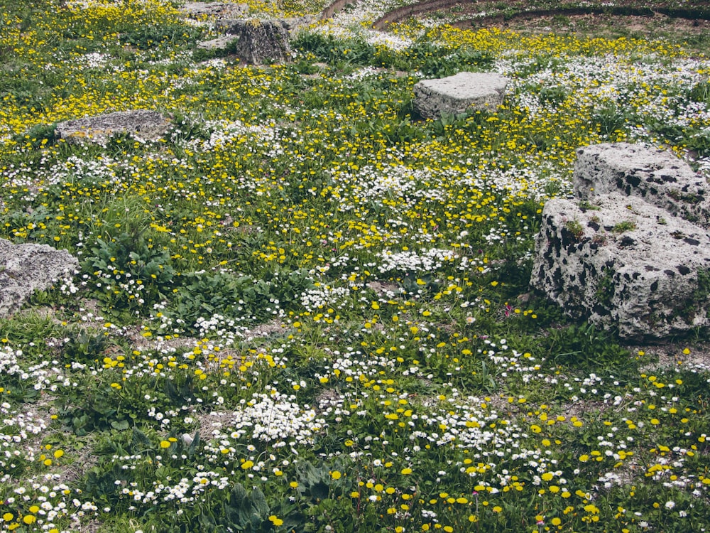 um campo de flores silvestres e rochas no meio de um campo