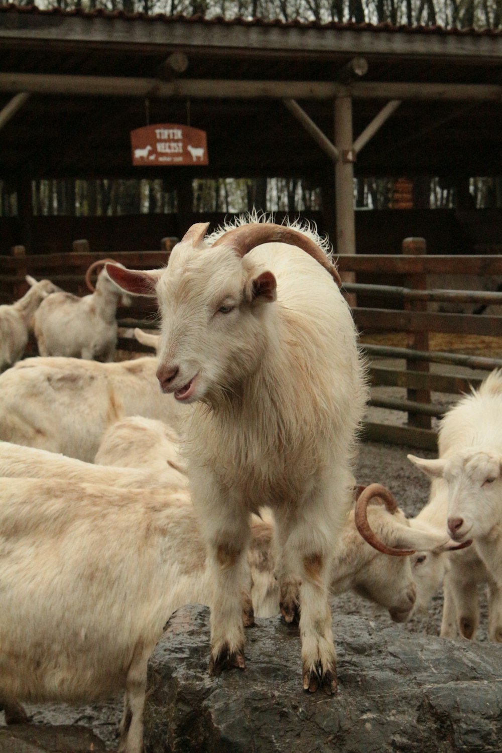 a herd of goats standing on top of a rock