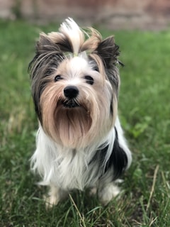 A small dog with a long, flowing coat featuring shades of black, white, and brown is standing on a patch of green grass. The dog has a topknot tied on its head, giving it a playful appearance, and its eyes are partially covered by its fur.