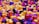A vibrant and colorful collection of 3D blocks arranged in a cityscape-like formation. The blocks vary in height and are organized in a dense pattern, featuring a variety of bright and saturated colors including yellow, magenta, orange, and purple.