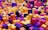 A vibrant and colorful collection of 3D blocks arranged in a cityscape-like formation. The blocks vary in height and are organized in a dense pattern, featuring a variety of bright and saturated colors including yellow, magenta, orange, and purple.