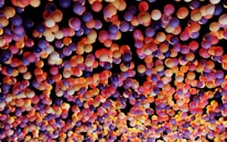 Colorful balloon décor creating a festive atmosphere at a birthday party.