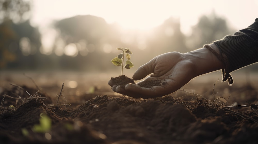 a person holding a small plant in their hand