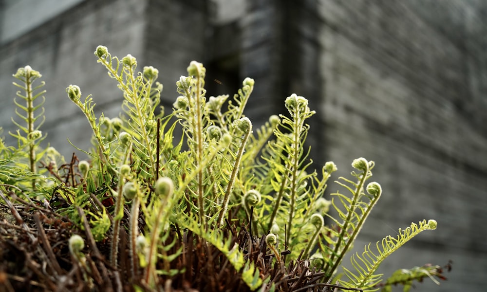a close up of a plant with a building in the background