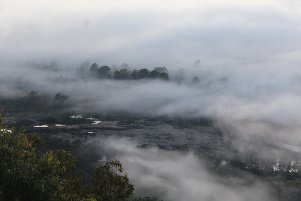 Una valle nebbiosa con alberi in primo piano