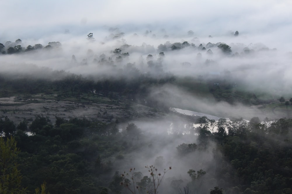 uma vista de um vale nebuloso com árvores em primeiro plano