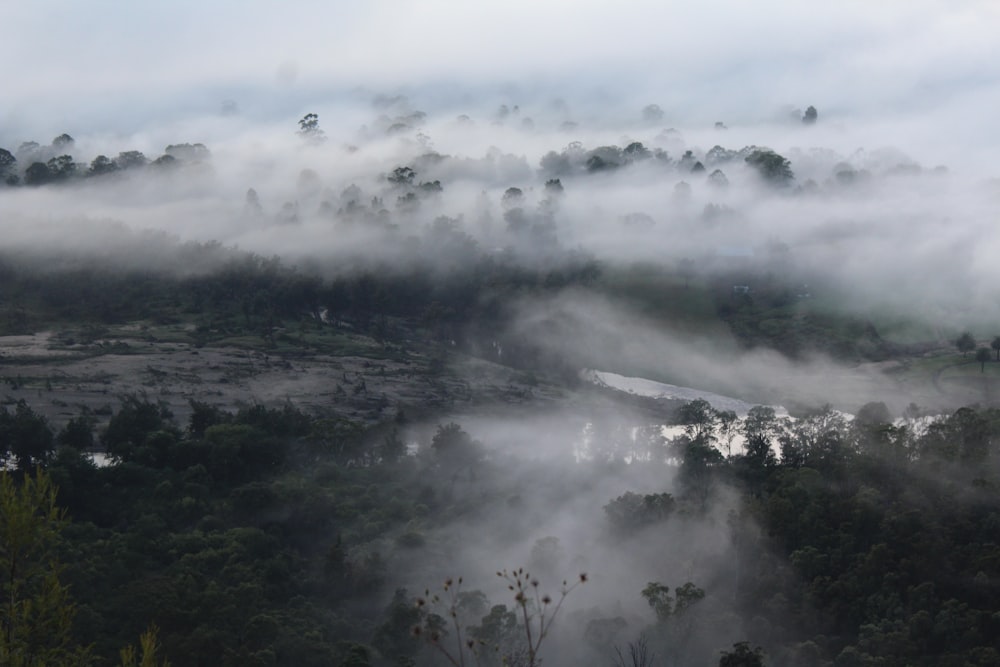 a view of a foggy valley with trees in the foreground