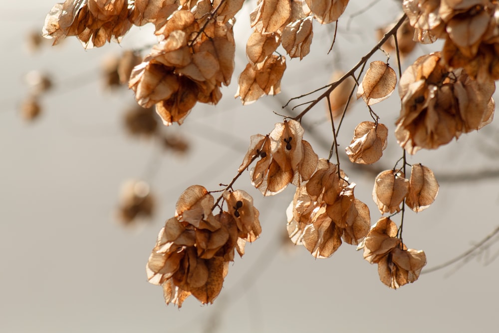 a branch of a tree with lots of brown leaves