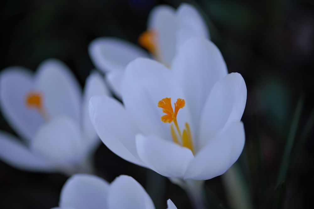 a close up of a bunch of white flowers