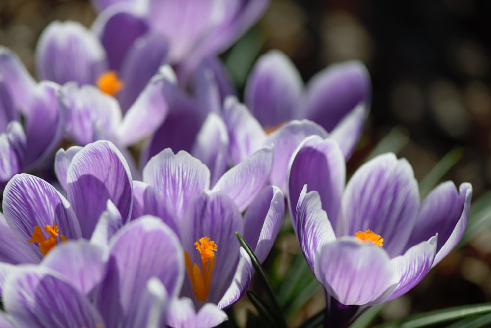 a bunch of purple flowers that are blooming