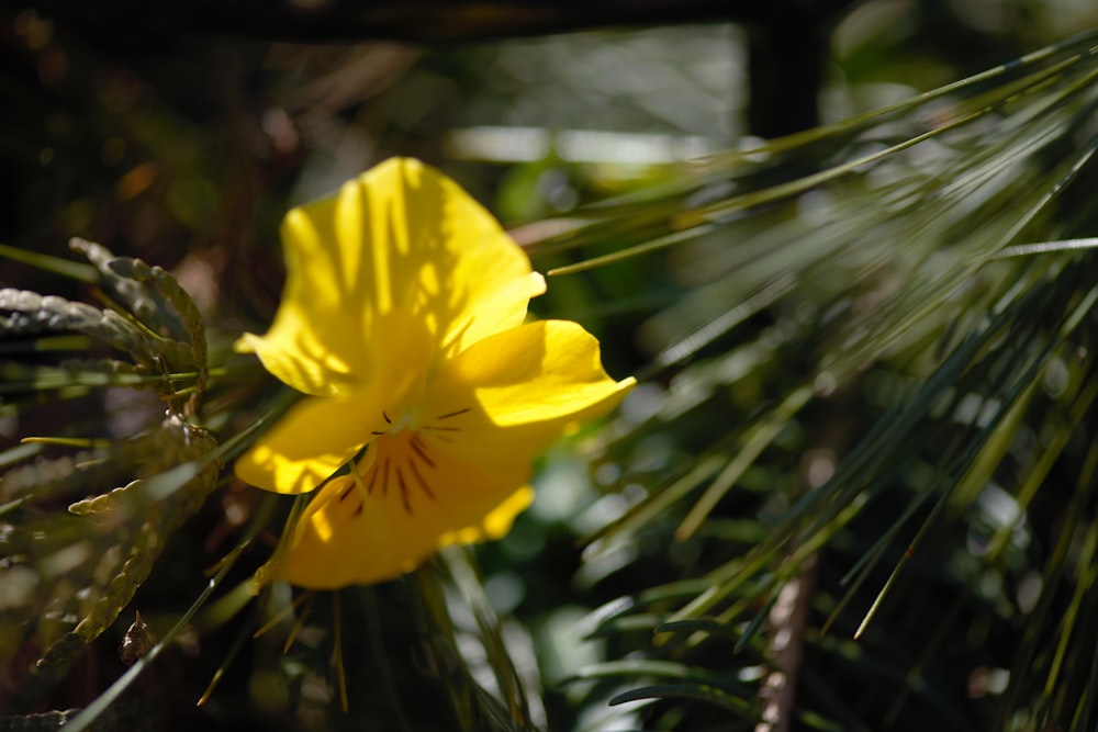 a yellow flower sitting on top of a pine tree