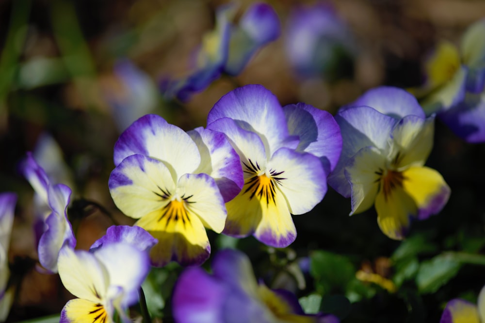 a group of purple and yellow pansies in a garden