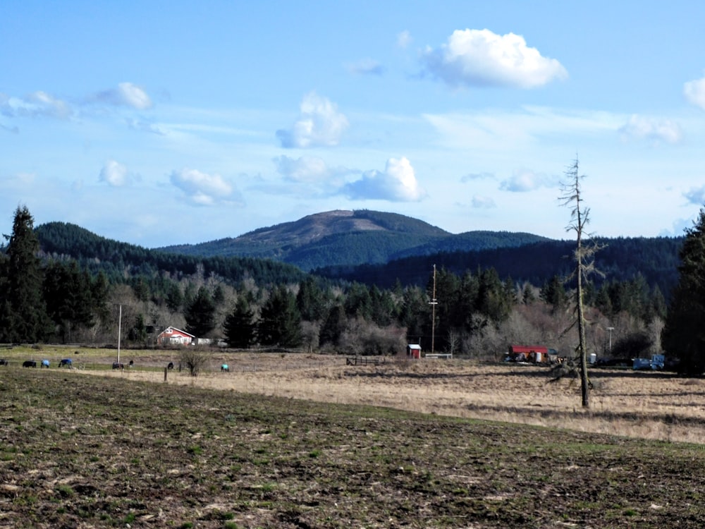 um campo com uma montanha no fundo