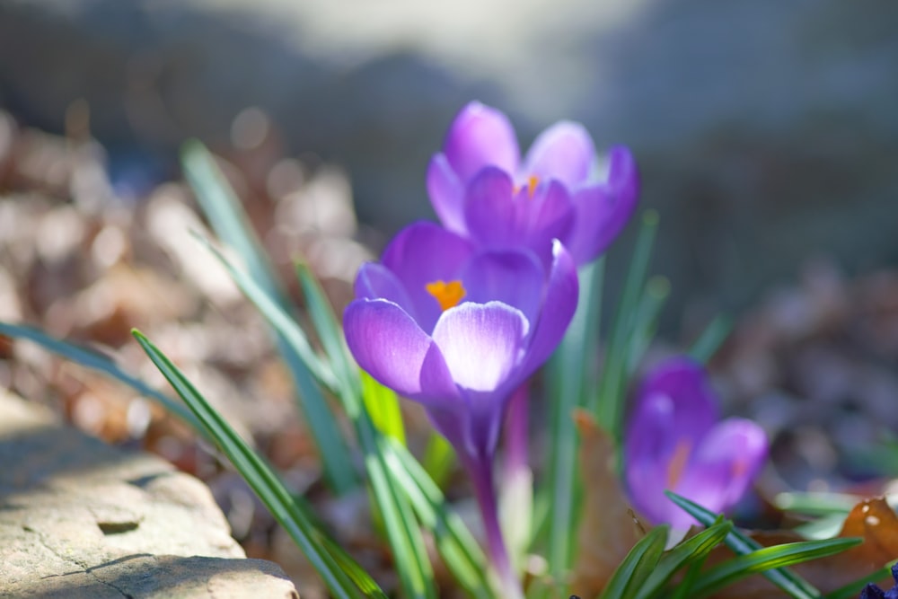 a group of purple flowers sitting on top of a leaf covered ground