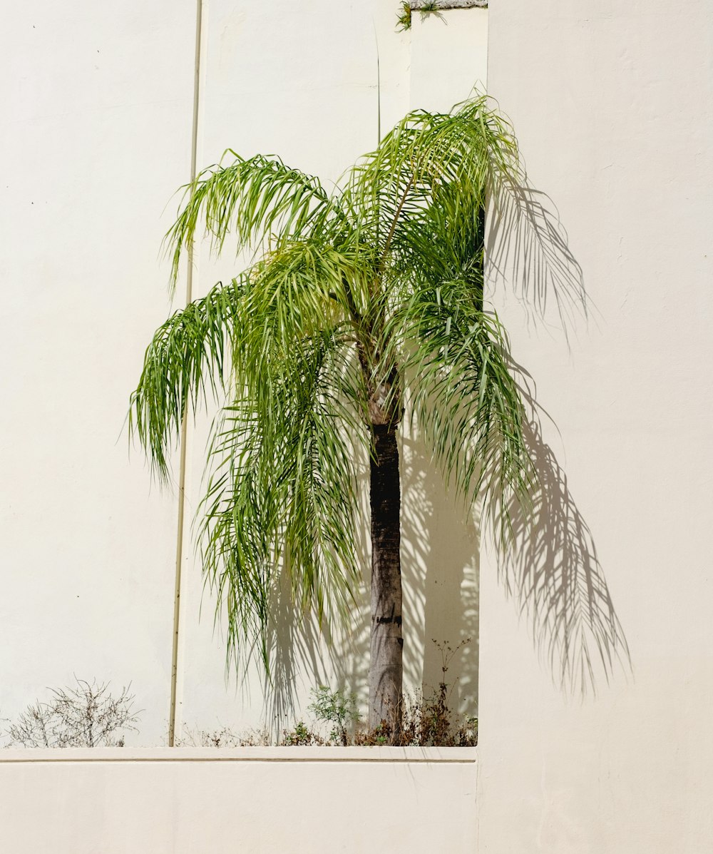 a palm tree in front of a white wall