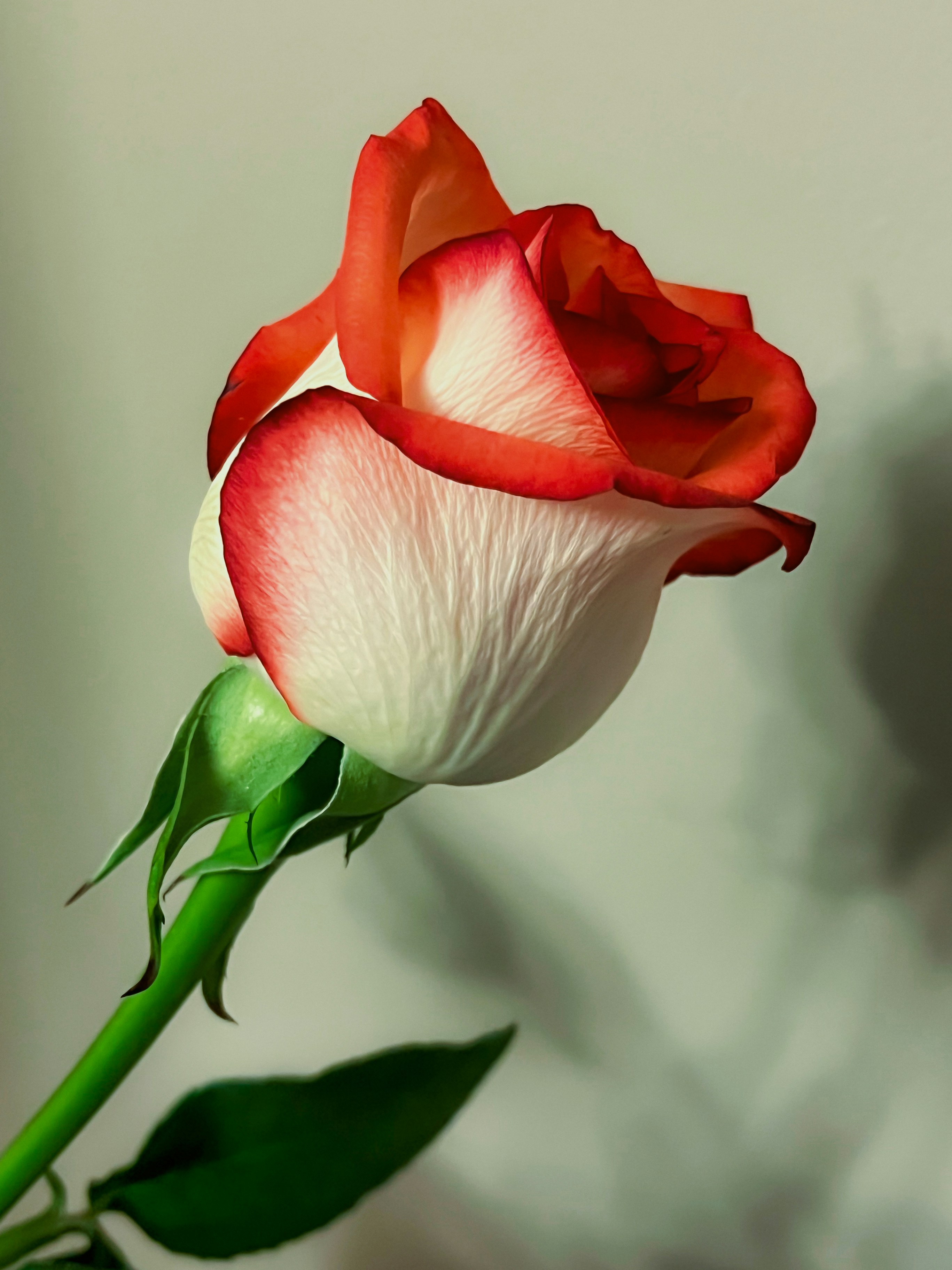 A single red and white rose on a stem photo – Free Flower Image on ...