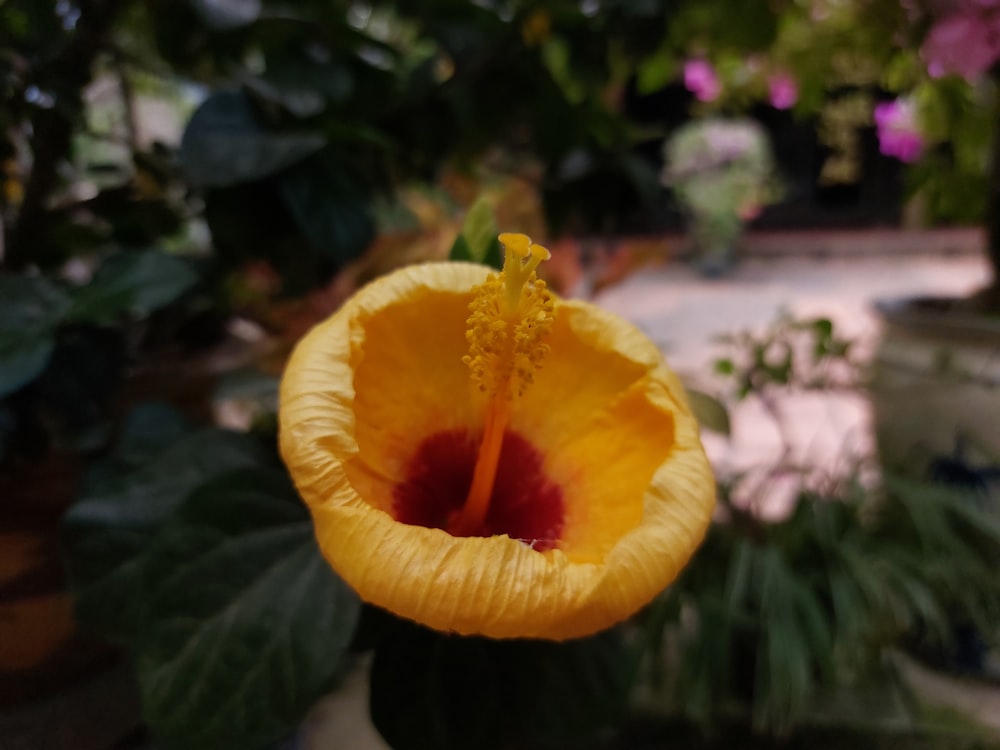 a close up of a flower in a pot