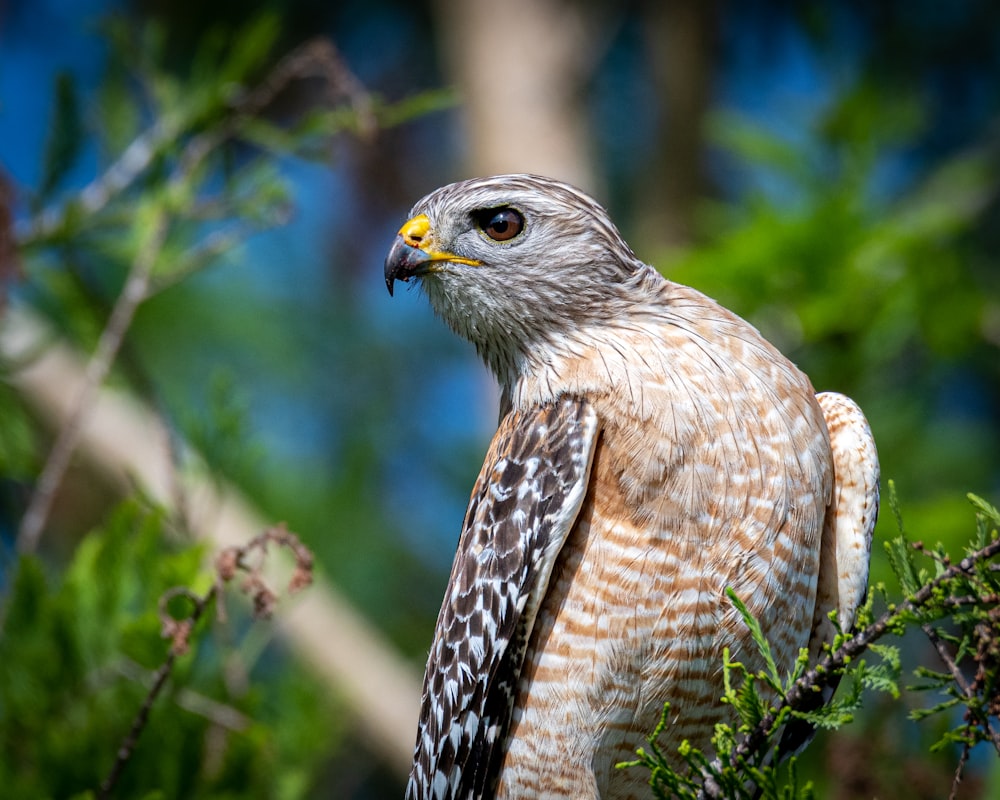 Ein Raubvogel sitzt auf einem Ast