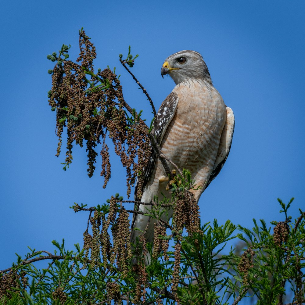 Un halcón encaramado en la cima de la rama de un árbol