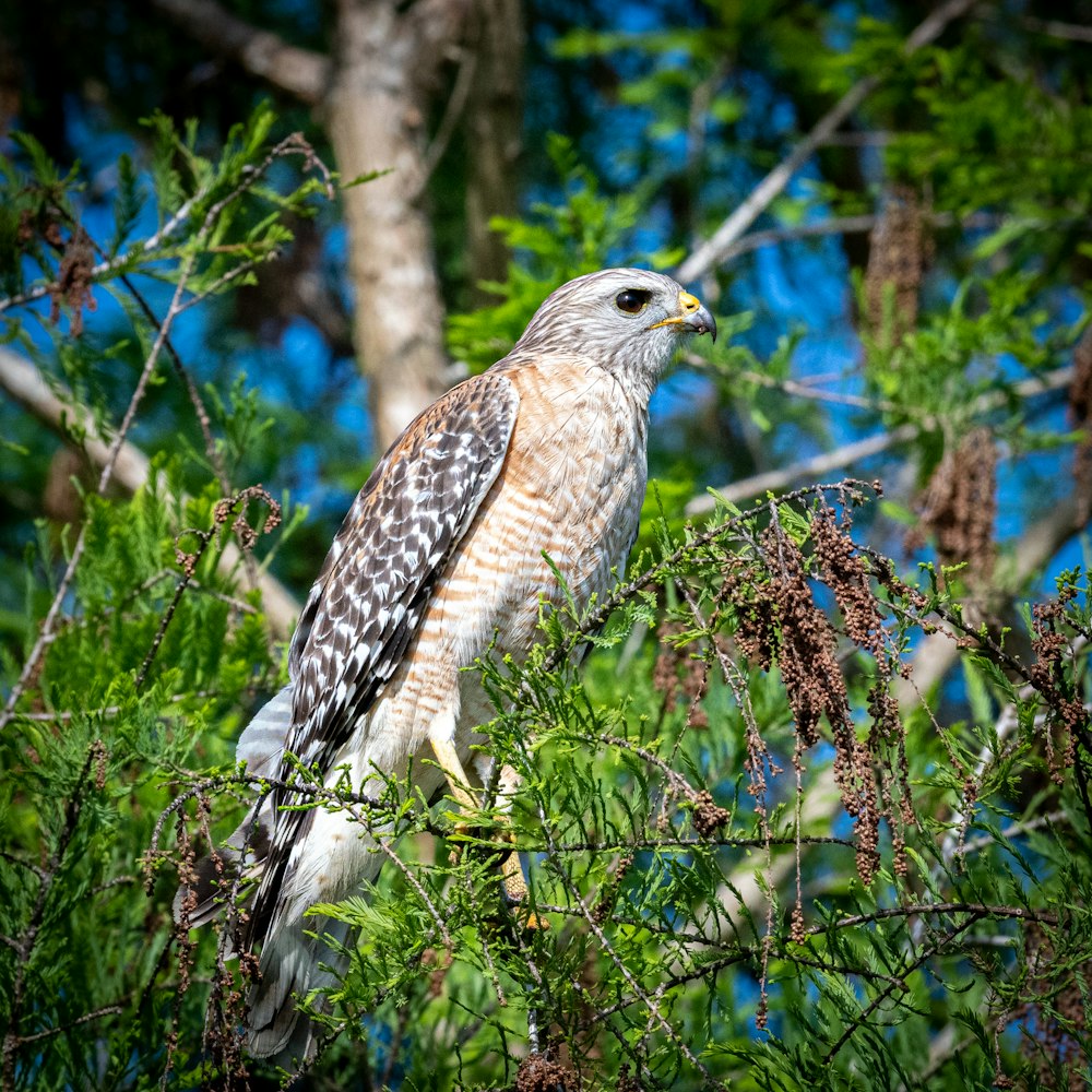 Un halcón encaramado en la cima de la rama de un árbol