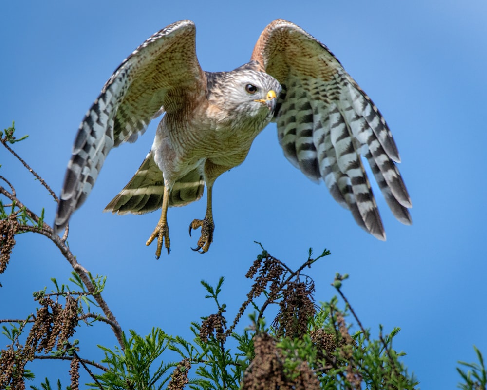 a bird flying through the air over a tree