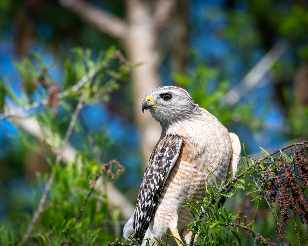 Un pájaro encaramado en la cima de la rama de un árbol