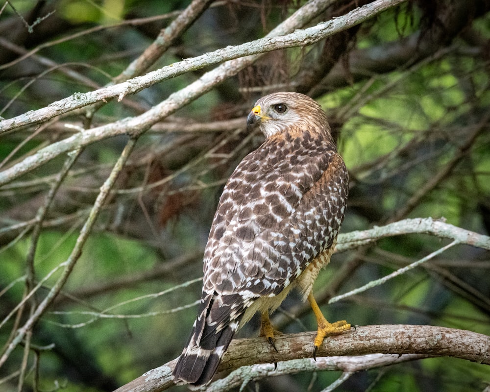 Un falco è appollaiato su un ramo di un albero