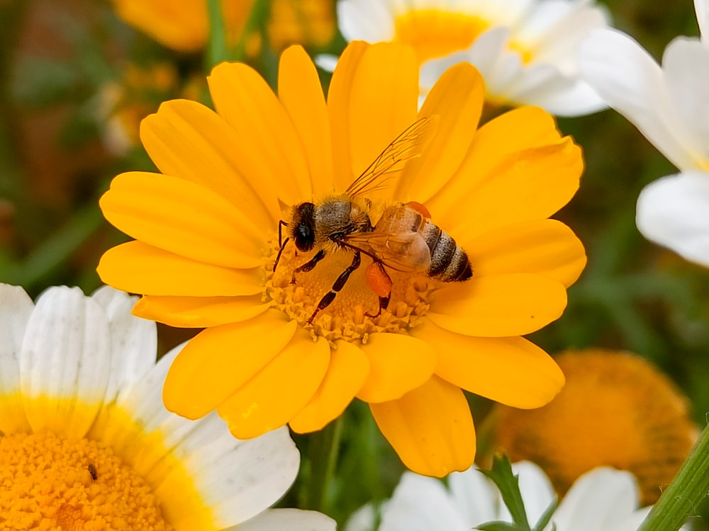 a bee sitting on top of a yellow flower