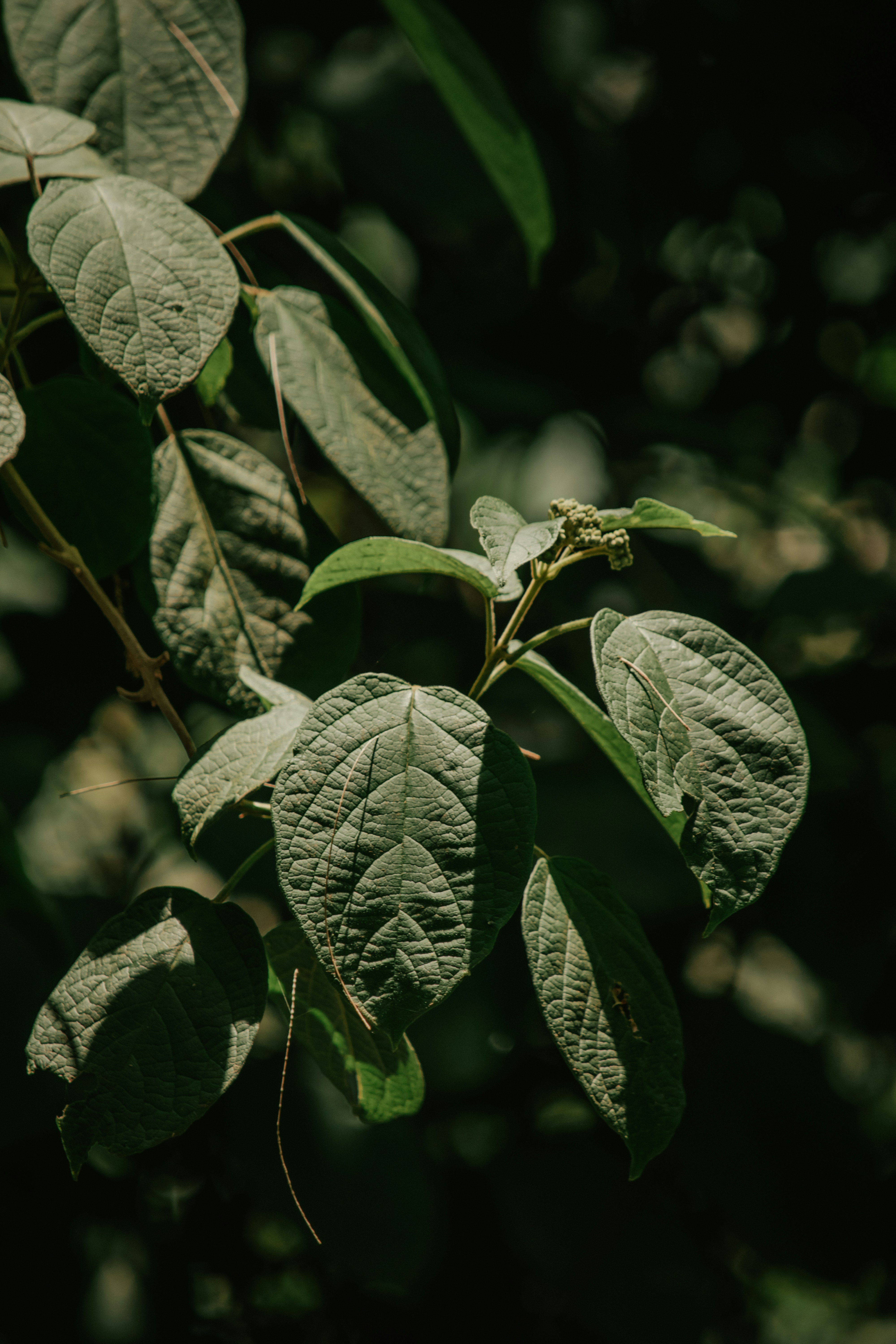 Photo by utunzajiwamazingira