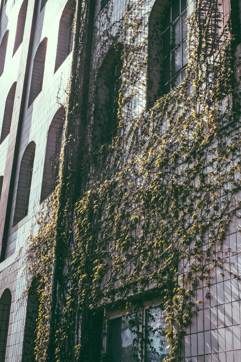 a building covered in vines next to a window