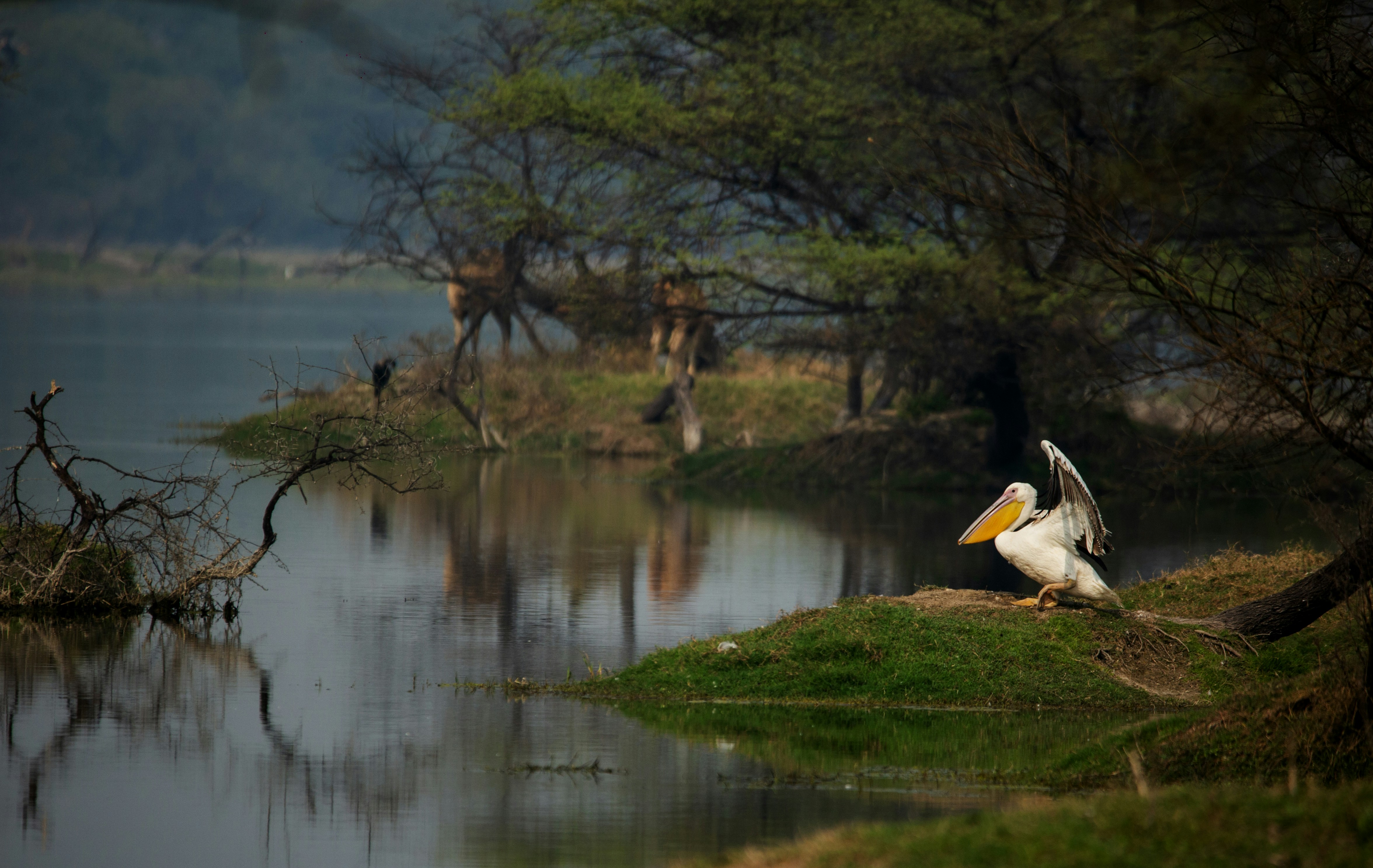 Photo by sumitjangra017