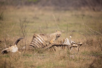 A wild canine is observed resting among the ribs of a large animal carcass in an open, grassy plain with sparse vegetation. The background is blurred, focusing attention on the animal and bones.