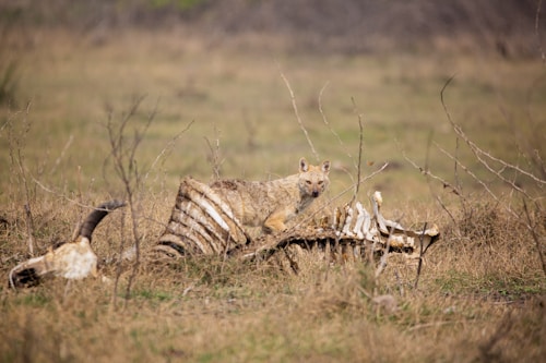 A wild canine is observed resting among the ribs of a large animal carcass in an open, grassy plain with sparse vegetation. The background is blurred, focusing attention on the animal and bones.