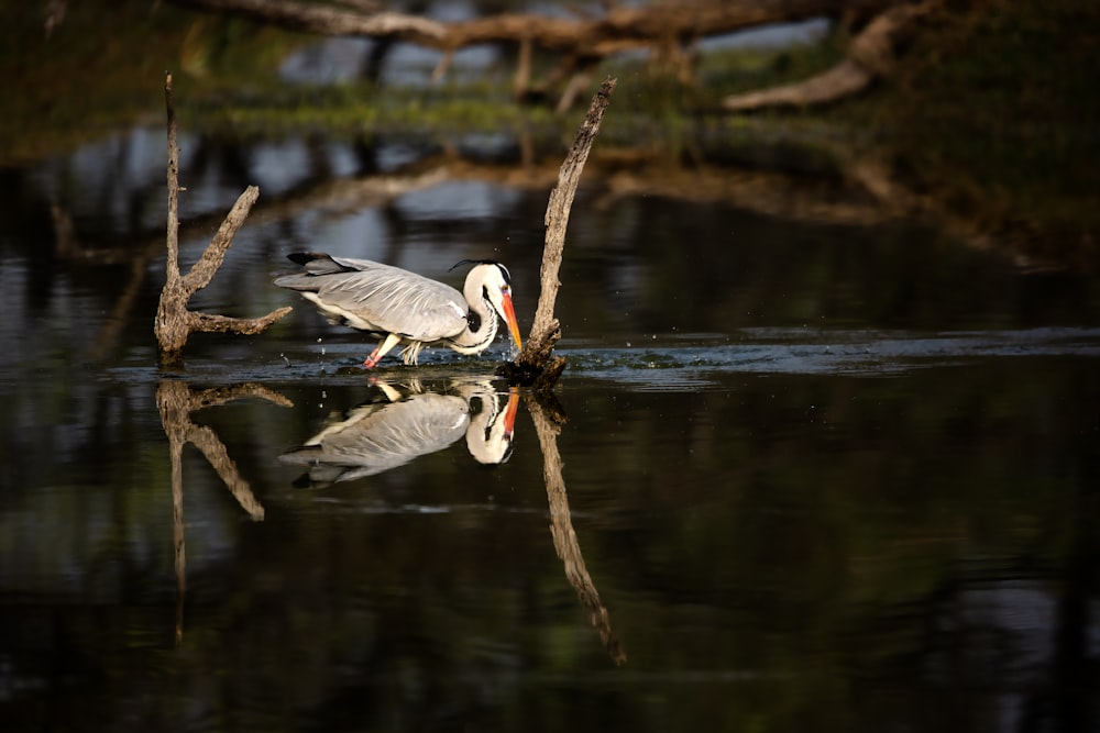 a bird is standing on a branch in the water